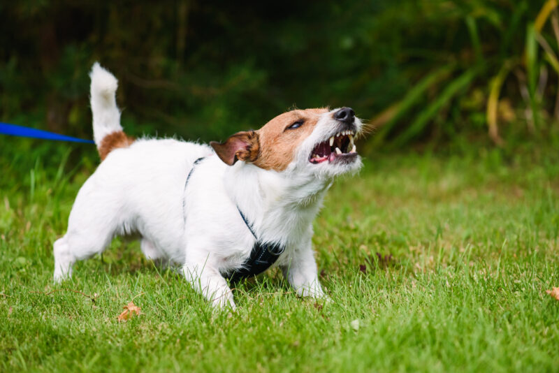 Dog Bite Laws in Texas: What Coppell Residents Should Know